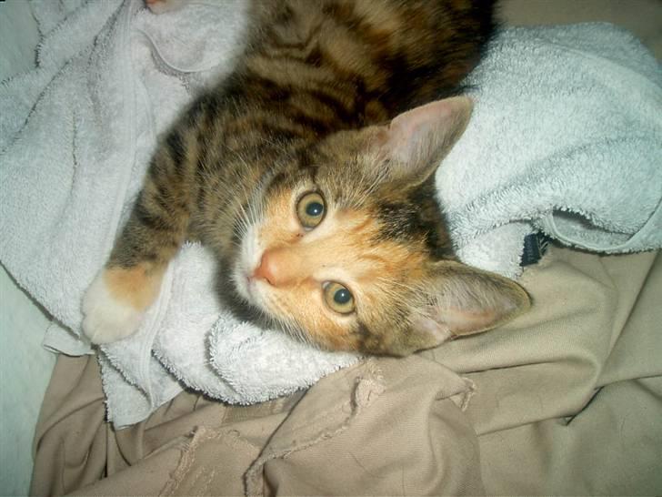 Blanding af racer Miv - Jeps, ! synes nok jeg hørte mælkeflasken blive rystet ! billede 4