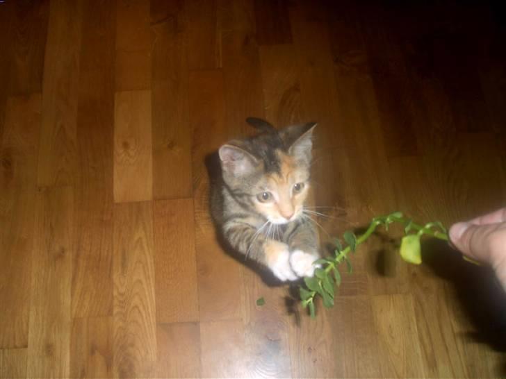 Blanding af racer Miv - Ej, øv kom med den ! Nu var det lige så sjovt,og så bliver man opdaget ! billede 5