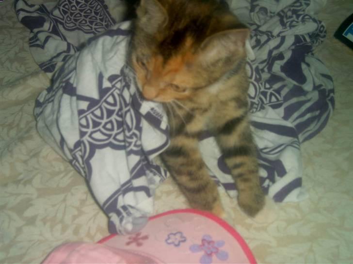 Blanding af racer Miv - Umm, det er så dejligt at få lov at putte sig i mors bluse billede 6