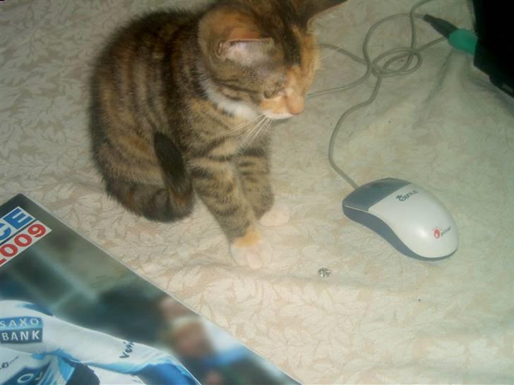 Blanding af racer Miv - Katten efter musen ! billede 8