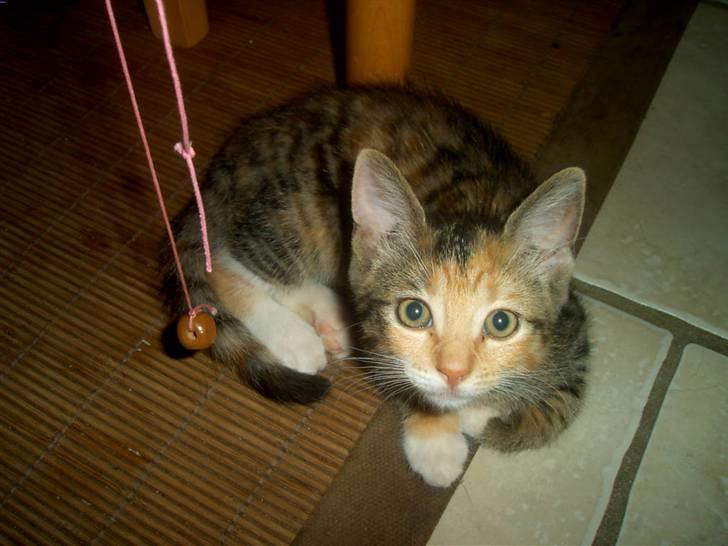 Blanding af racer Miv - Kom nu mor, slå til kuglen så jeg kan fange den ! billede 9