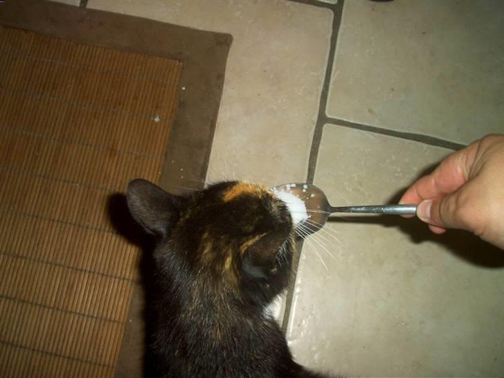 Blanding af racer MADONNA(Peter lundin) - Madonna elsker is, især pistacie-is som hun gerne spiser med ske billede 16