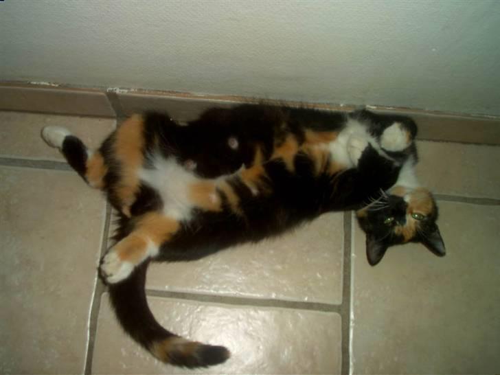 Blanding af racer MADONNA(Peter lundin) - Højgravid og uimodståelig lækker ! billede 17