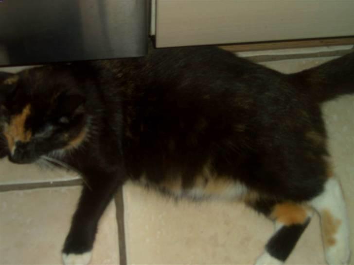 Blanding af racer MADONNA(Peter lundin) - Umph, det er svært at komme op at stå med den vom..... billede 18