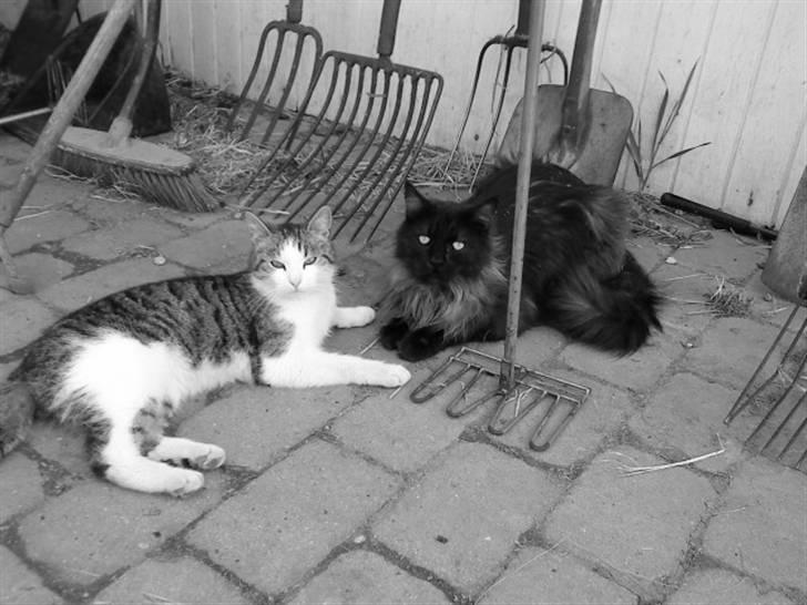 Maine Coon Mitzy - Lillebror (Nefatiti) og storebror (Mitzy) billede 1