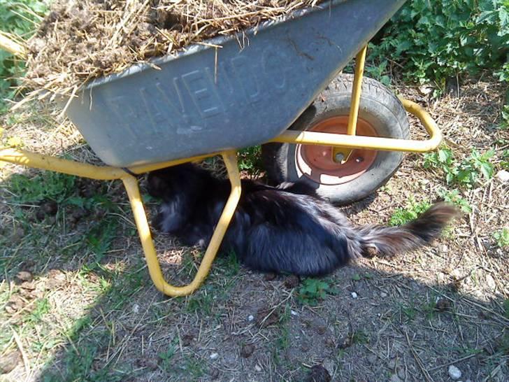 Maine Coon Mitzy billede 2