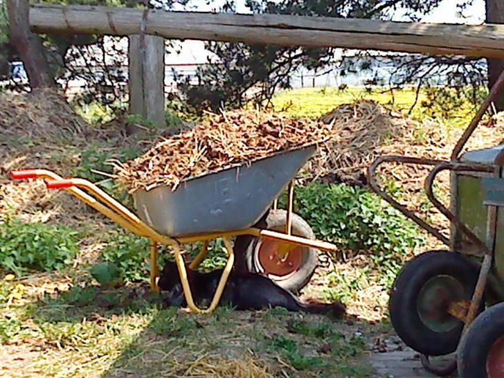 Maine Coon Mitzy billede 3