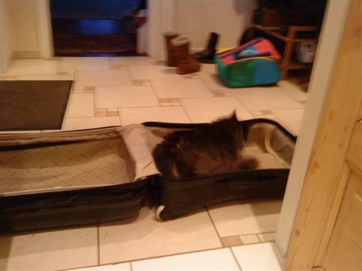 Maine Coon Mitzy billede 4