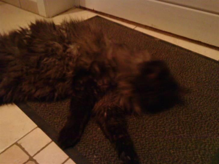 Maine Coon Mitzy billede 7