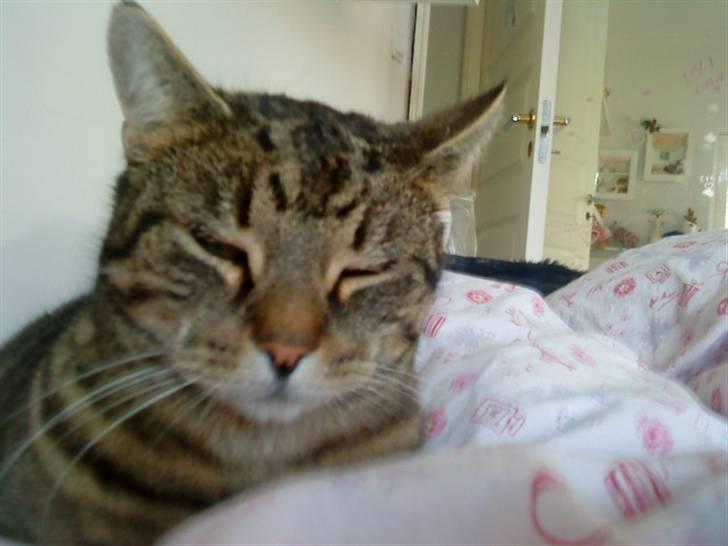 Huskat Gustav billede 1