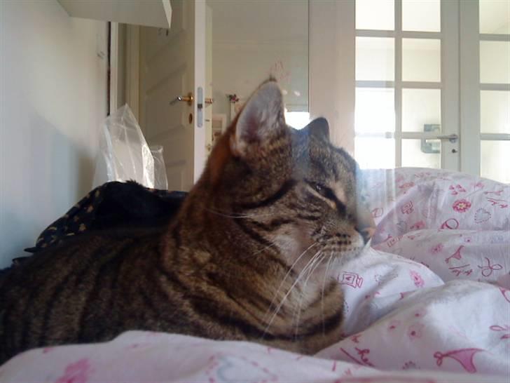 Huskat Gustav billede 2