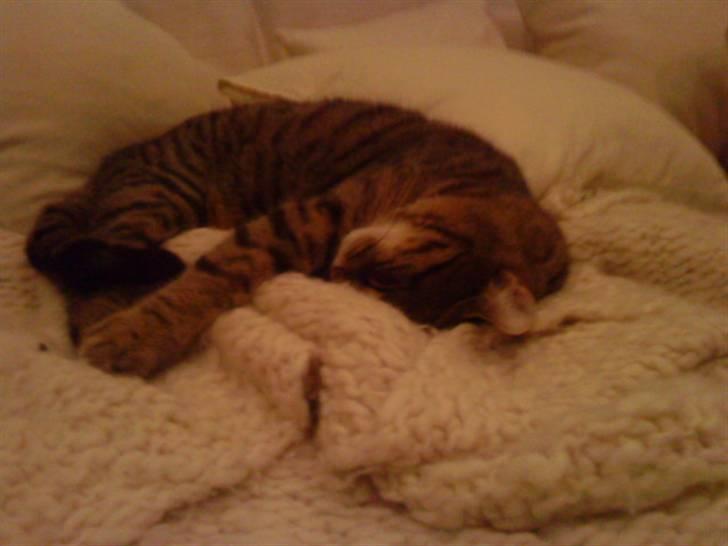 Huskat Gustav billede 3