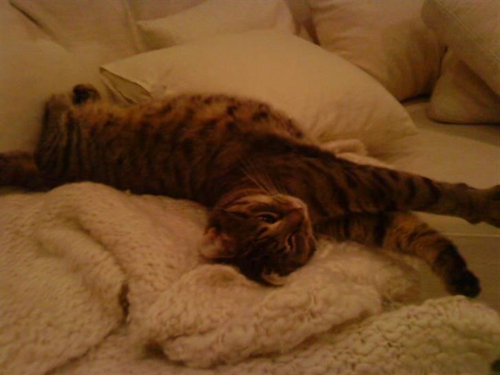 Huskat Gustav billede 4