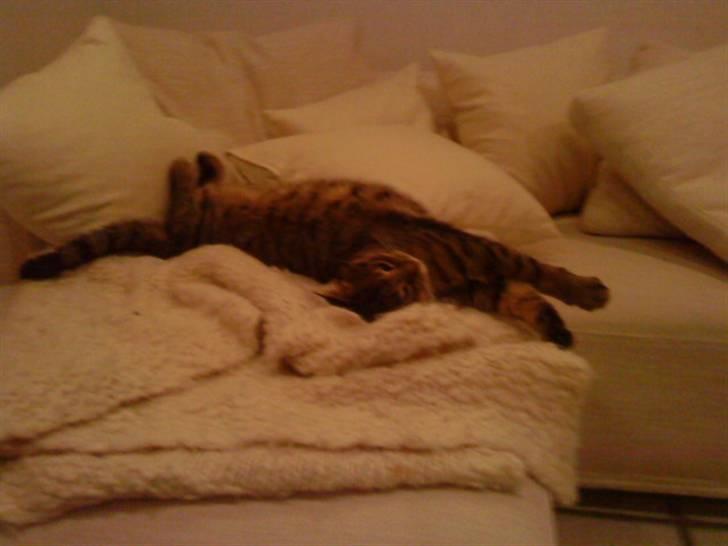 Huskat Gustav billede 5