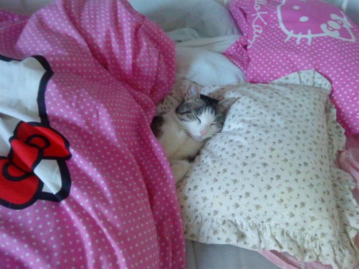 Huskat Nefatiti billede 9