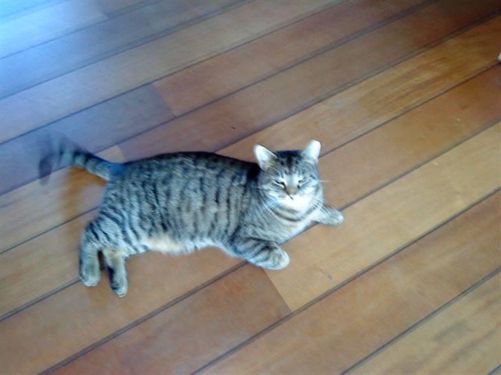 Huskat Gustav billede 6