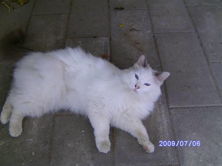 Ragdoll werner billede 1