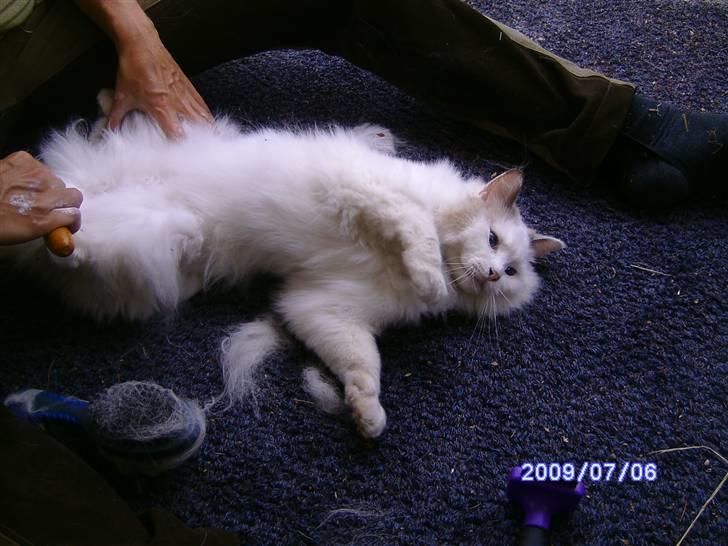 Ragdoll werner billede 2