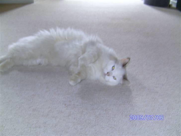 Ragdoll werner billede 3