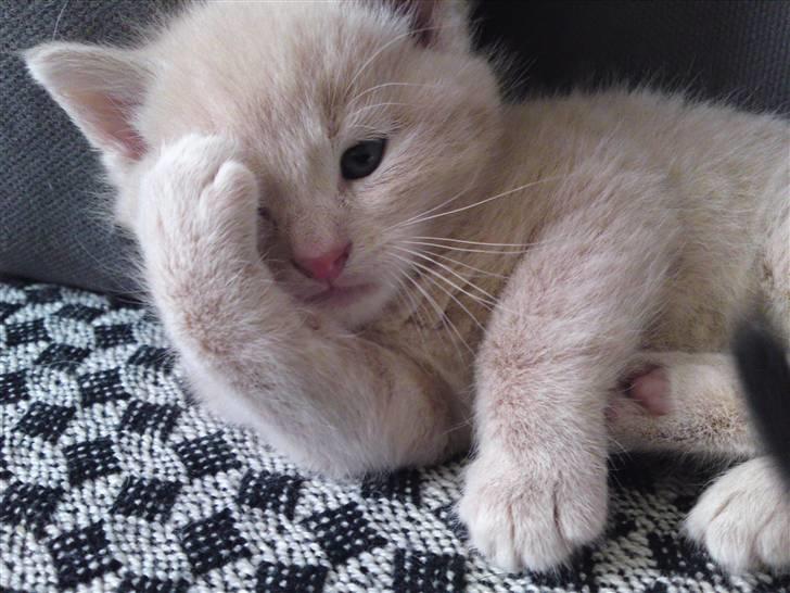 Blanding af racer MJ Kai Lempë Thunø - Hey jeg hedder Kai, velkommen til min profil... billede 1