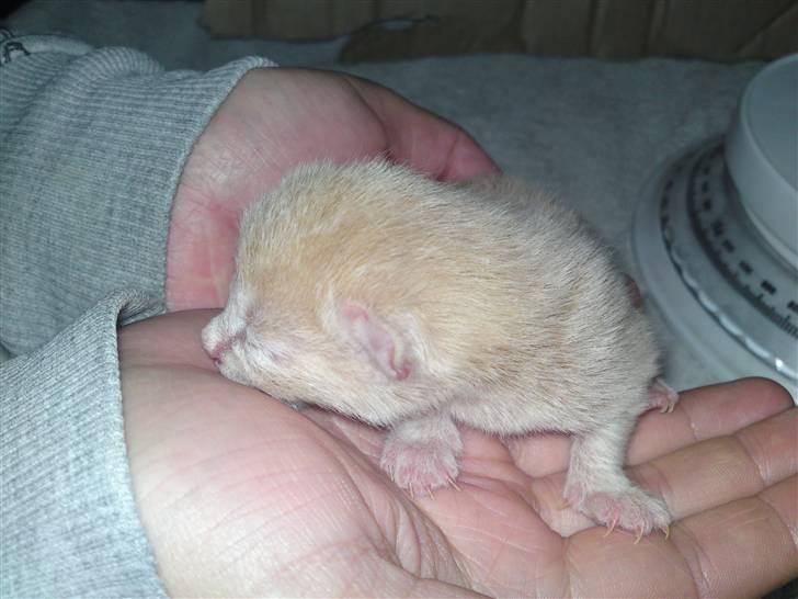 Blanding af racer MJ Kai Lempë Thunø - Her er jeg en dag gammel. billede 2