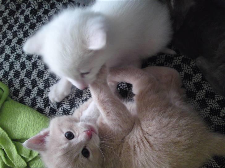 Blanding af racer MJ Kai Lempë Thunø billede 3