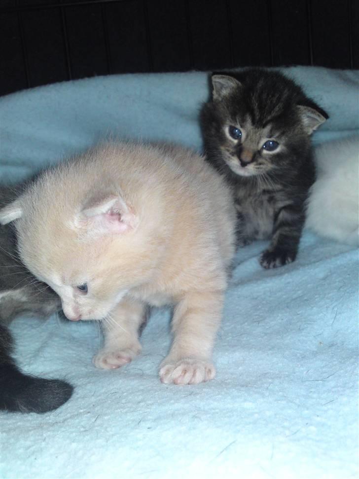 Blanding af racer MJ Kai Lempë Thunø billede 4