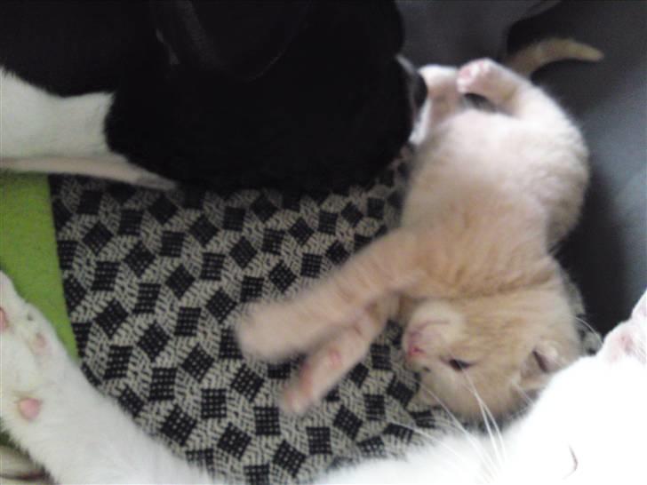 Blanding af racer MJ Kai Lempë Thunø billede 5