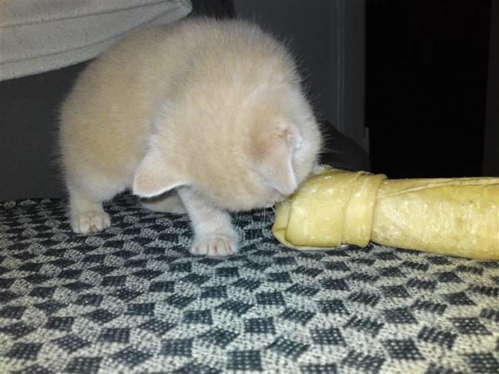 Blanding af racer MJ Kai Lempë Thunø billede 6