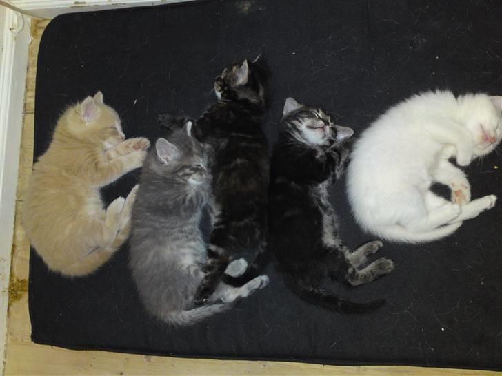 Blanding af racer MJ Kai Lempë Thunø - Fem på stribe... billede 7