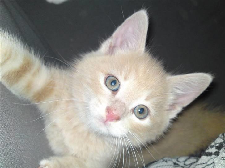 Blanding af racer MJ Kai Lempë Thunø billede 8