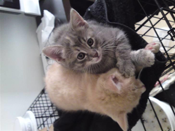 Blanding af racer MJ Kai Lempë Thunø - Kai og Neldë hygger.... Neldë søger nyt hjem... billede 9