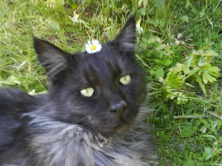 Maine Coon Mitzy billede 8