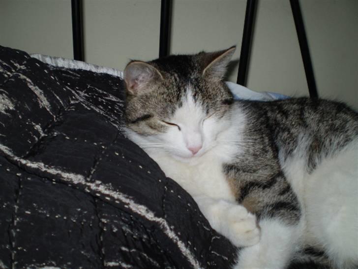 Huskat Nefatiti billede 10