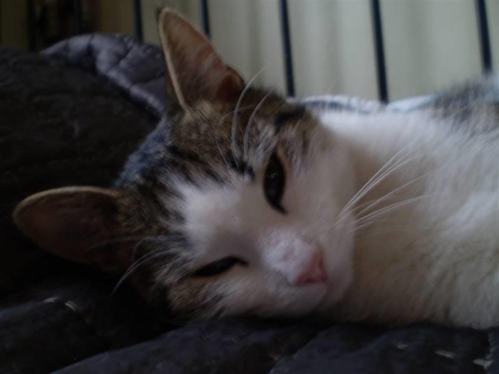 Huskat Nefatiti billede 11