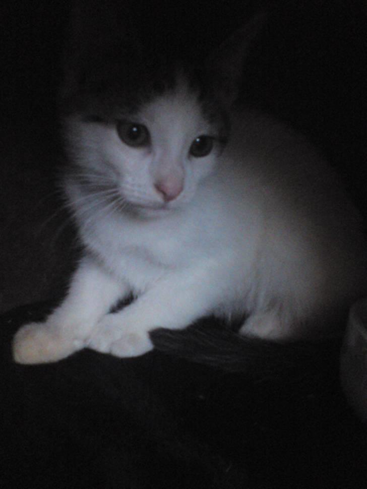 Huskat Bambi - velkommen til Bambis profil  billede 1