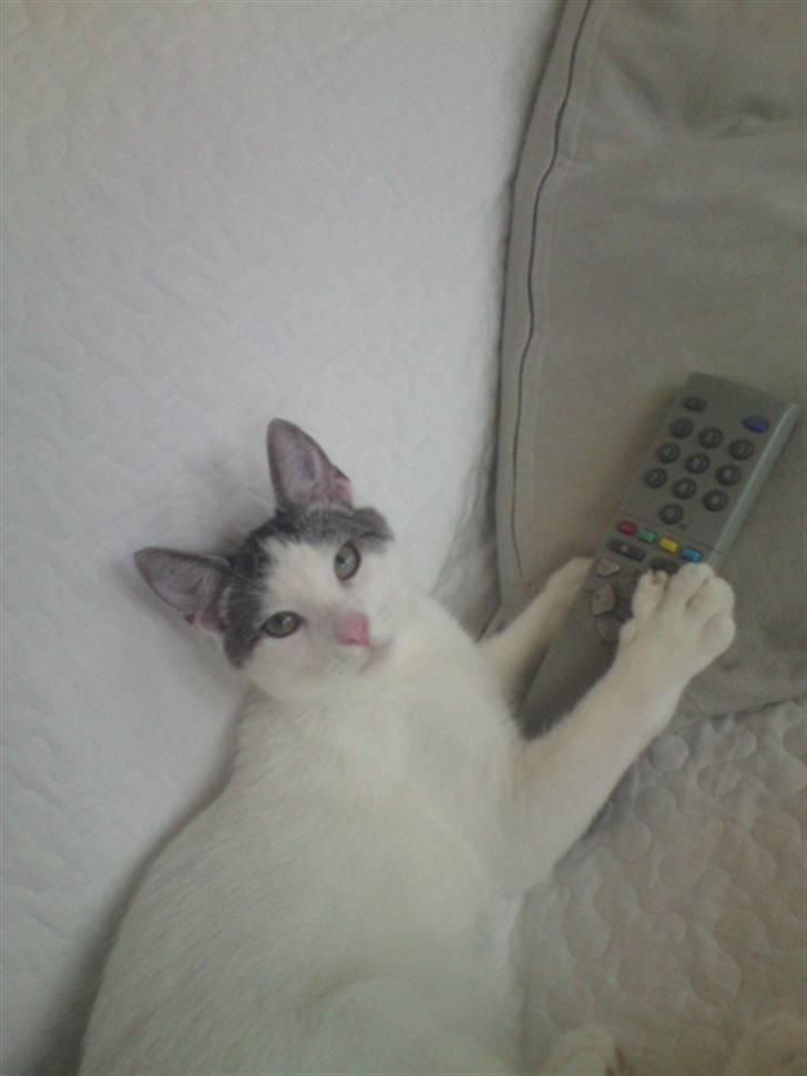 Huskat Bambi - heee bambi har overtaget tv´et <3 billede 2