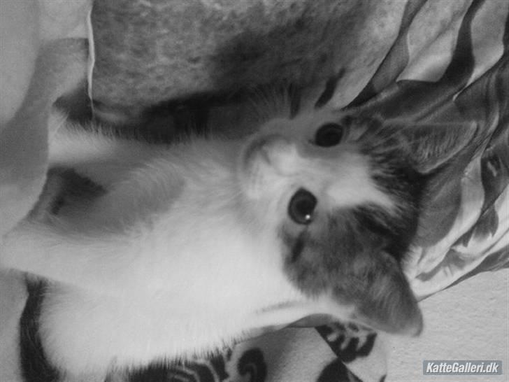 Huskat Bambi - som lille mis <3 billede 3