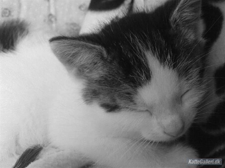 Huskat Bambi billede 4