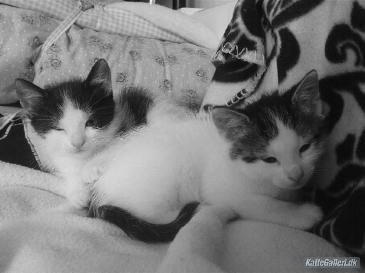 Huskat Bambi billede 5