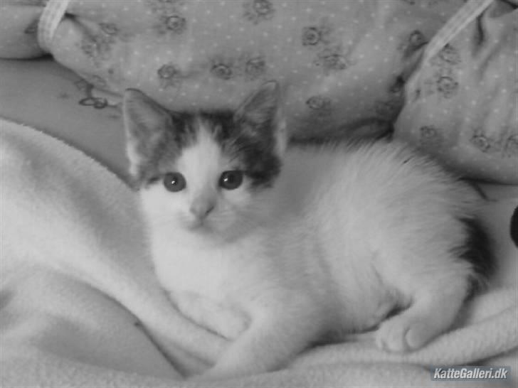 Huskat Bambi billede 6