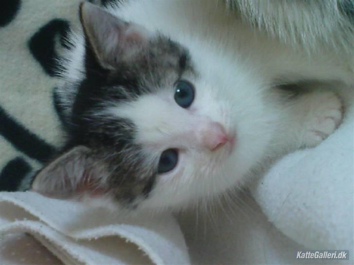 Huskat Bambi billede 7