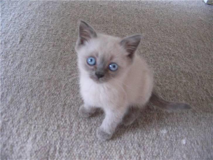 British Shorthair Ved ikke endnu:-) billede 1