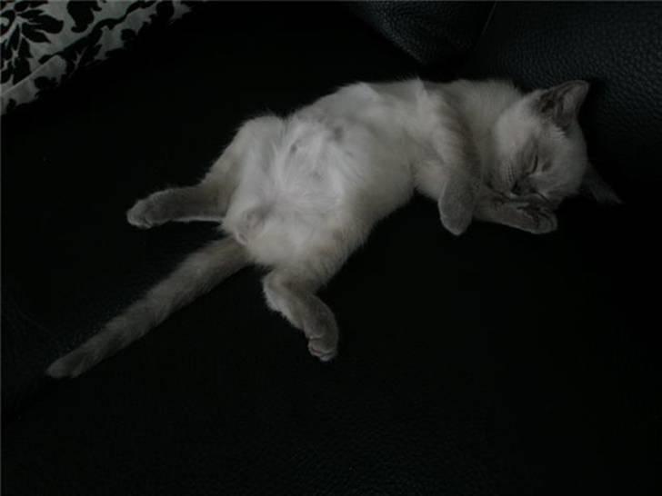 British Shorthair Ved ikke endnu:-) billede 2