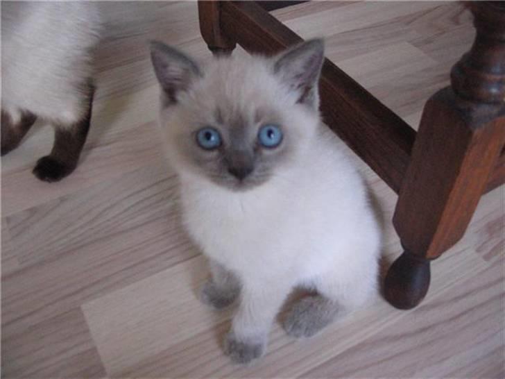 British Shorthair Ved ikke endnu:-) billede 3