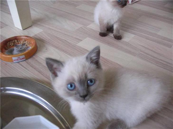 British Shorthair Ved ikke endnu:-) billede 4