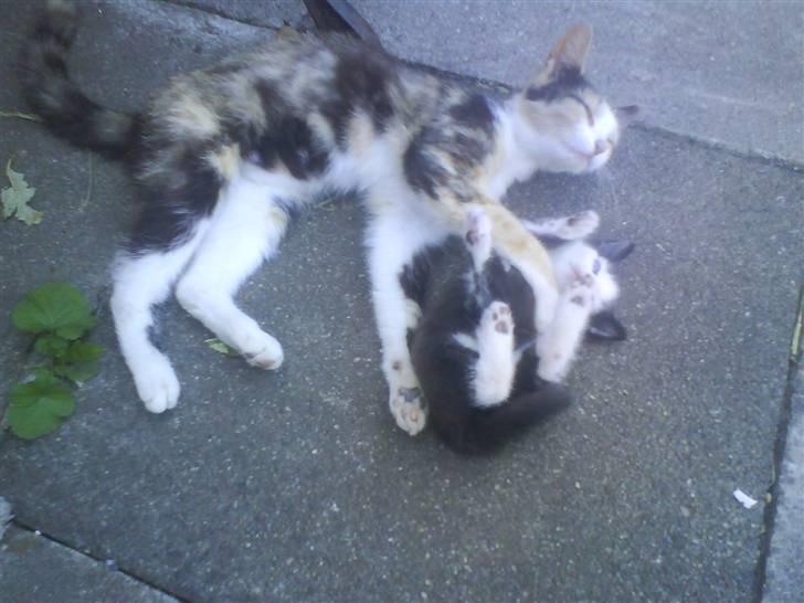 Huskat mille:) - mille og hendes Benny billede 16