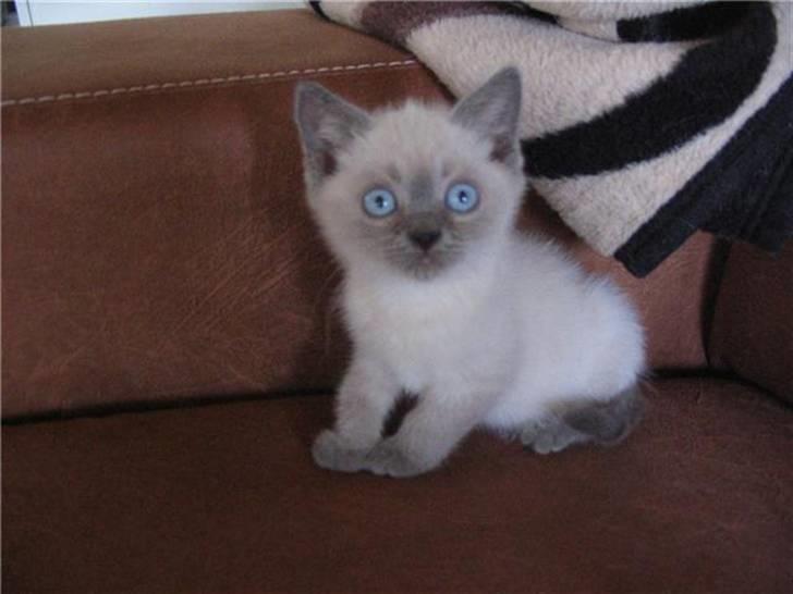 British Shorthair Ved ikke endnu:-) billede 5