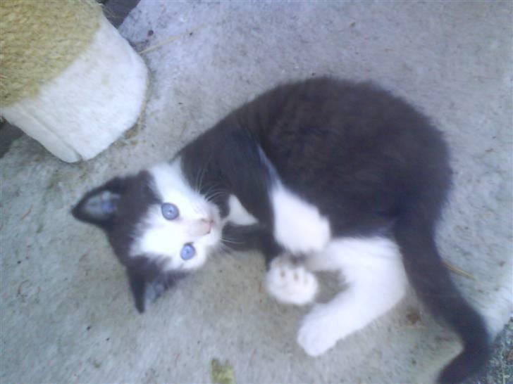 Huskat mille:) - benny mille s killing billede 18