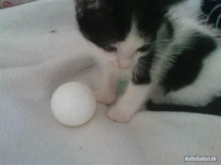 Huskat Kitty - Velkommen til Kitys profil :) billede 1